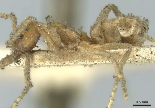 Azteca barbifex specimen