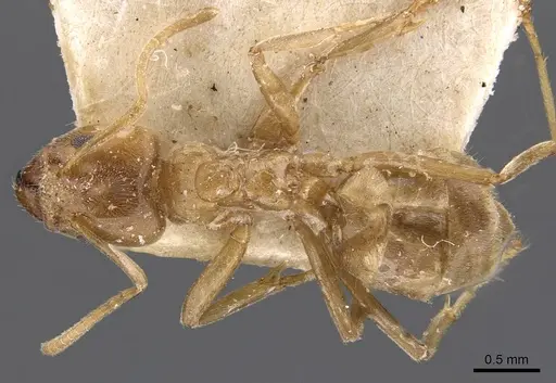 Azteca barbifex - CASENT0909600