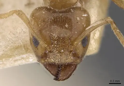 Azteca barbifex - CASENT0909600