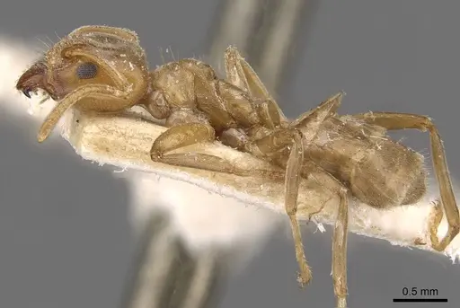 Azteca barbifex - CASENT0909600