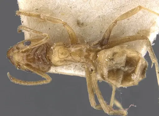 Azteca barbifex - CASENT0909601