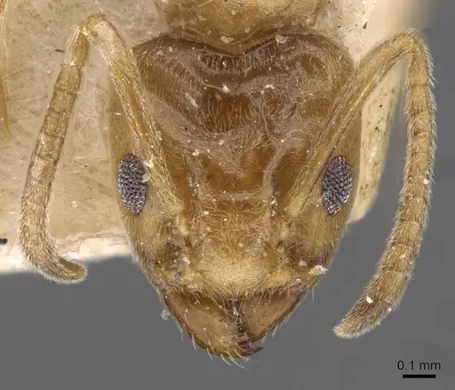 Azteca barbifex - CASENT0909601