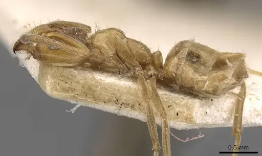 Azteca barbifex - CASENT0909601