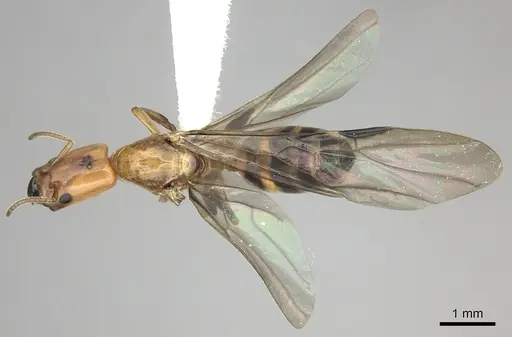 Azteca beltii specimen