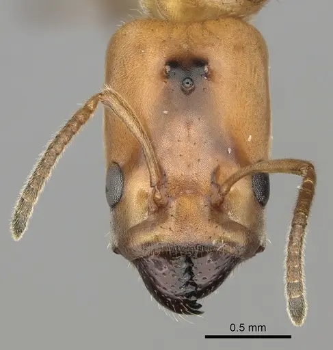 Azteca beltii specimen