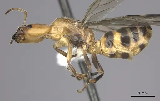 Azteca beltii specimen