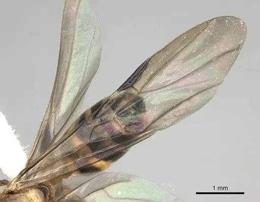 Azteca beltii - CASENT0612287