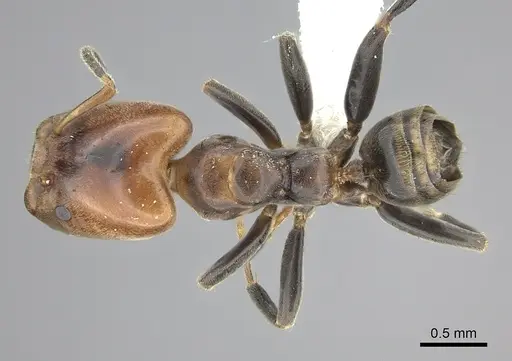 Azteca beltii - CASENT0615729