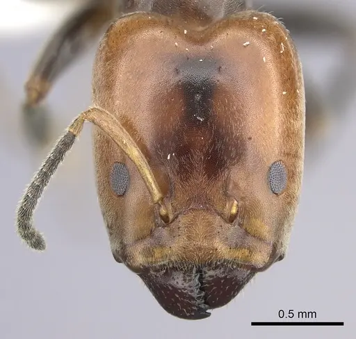 Azteca beltii - CASENT0615729