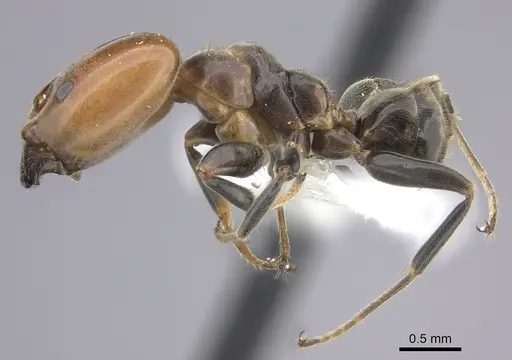 Azteca beltii - CASENT0615729