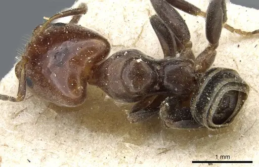 Azteca beltii - CASENT0905096