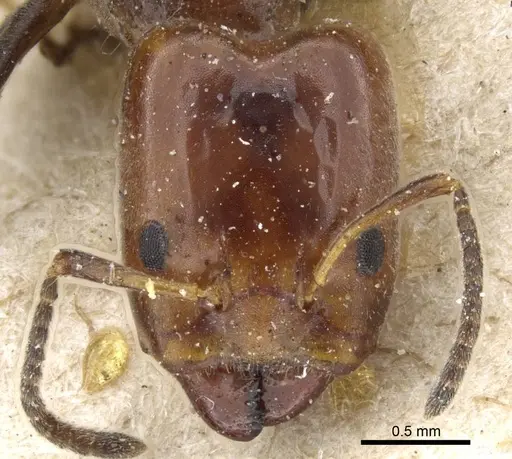 Azteca beltii - CASENT0905096