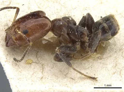 Azteca beltii - CASENT0905096