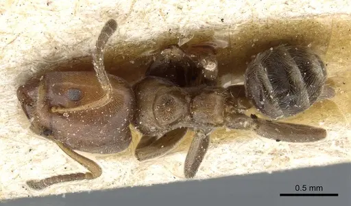 Azteca beltii - CASENT0905097