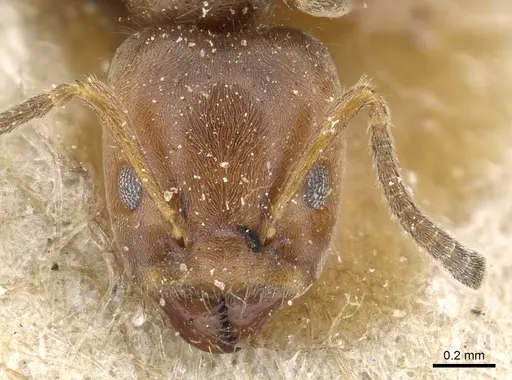 Azteca beltii - CASENT0905097