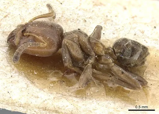 Azteca beltii - CASENT0905097