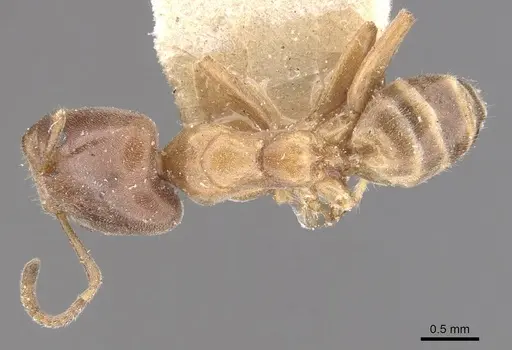 Azteca beltii - CASENT0909673