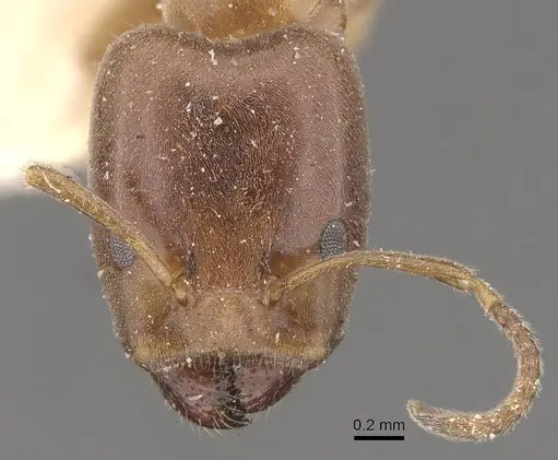 Azteca beltii - CASENT0909673