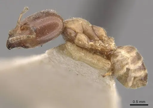 Azteca beltii - CASENT0909673