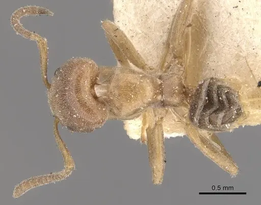 Azteca beltii - CASENT0909674