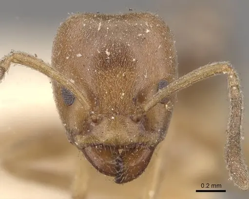 Azteca beltii - CASENT0909674