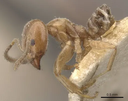 Azteca beltii - CASENT0909674