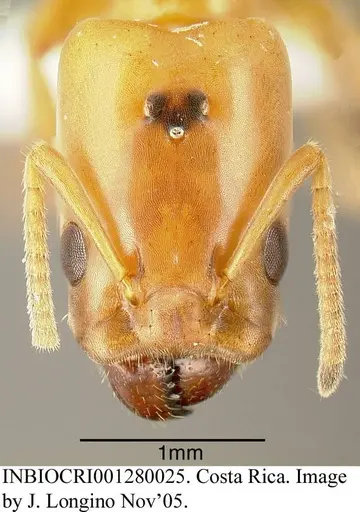 Azteca beltii - INBIOCRI001280025