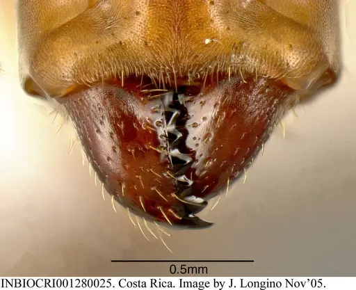 Azteca beltii - INBIOCRI001280025