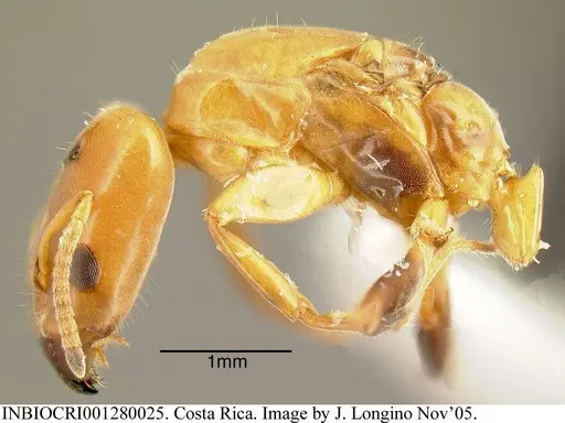 Azteca beltii - INBIOCRI001280025