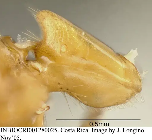 Azteca beltii - INBIOCRI001280025