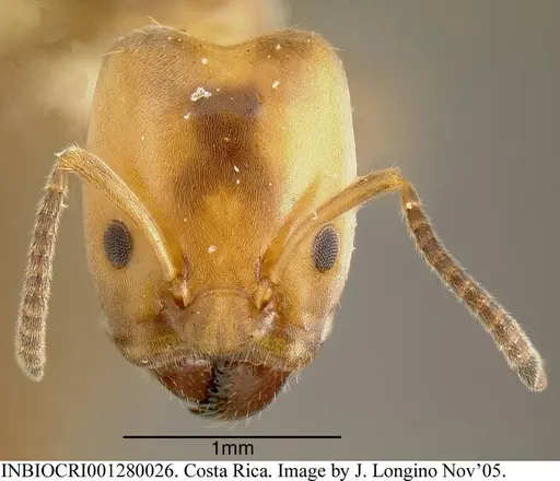 Azteca beltii - INBIOCRI001280026