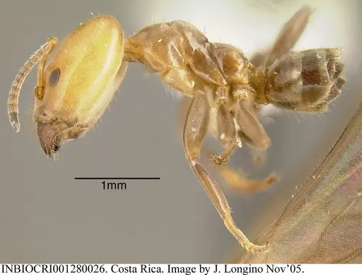 Azteca beltii - INBIOCRI001280026