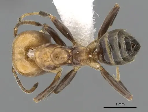 Azteca beltii - JTLC000009501