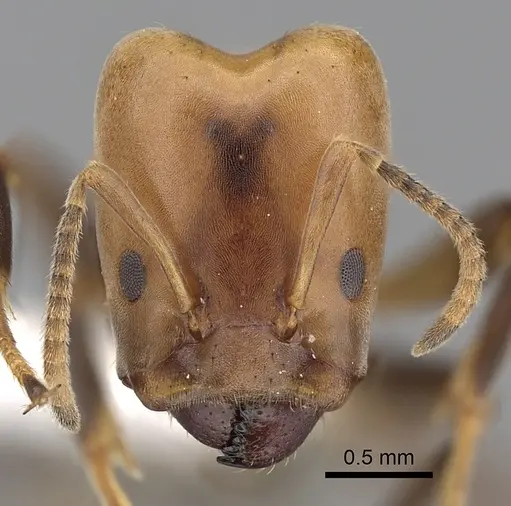 Azteca beltii - JTLC000009501