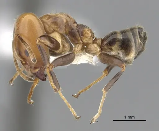 Azteca beltii - JTLC000009501