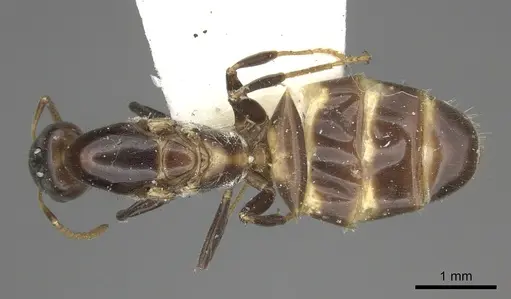 Azteca bequaerti specimen