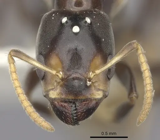 Azteca bequaerti specimen