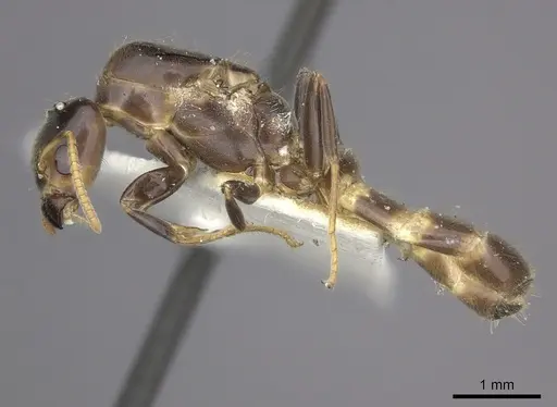 Azteca bequaerti specimen