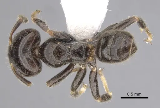 Azteca brevicornis specimen