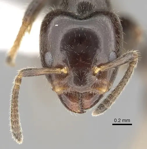 Azteca brevicornis specimen