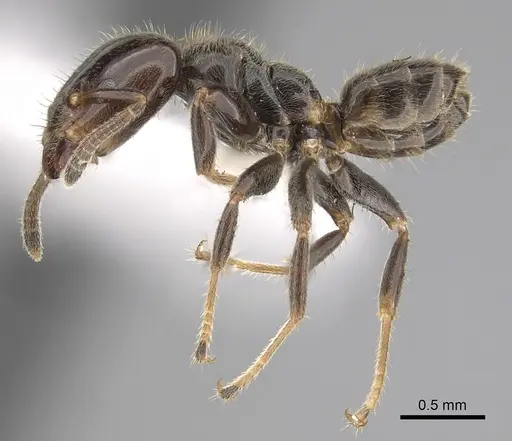 Azteca brevicornis specimen