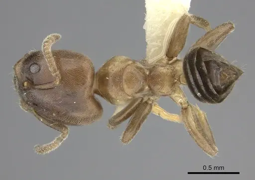 Azteca brevis specimen