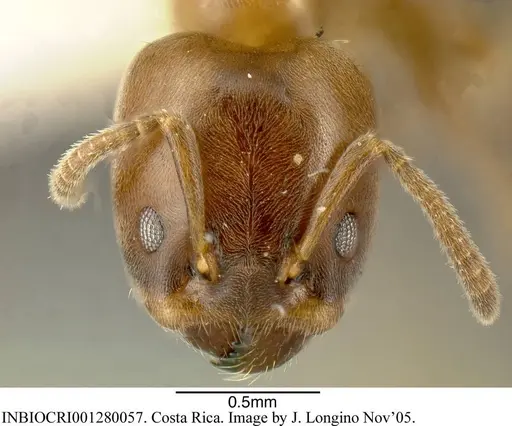 Azteca brevis specimen