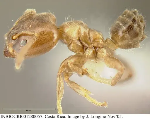 Azteca brevis specimen