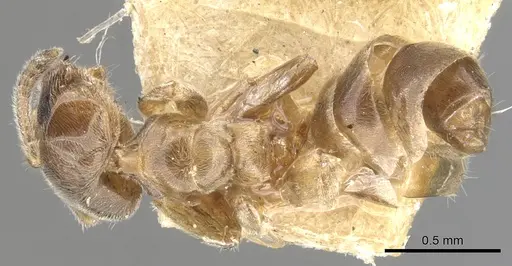 Azteca brevis - CASENT0903012