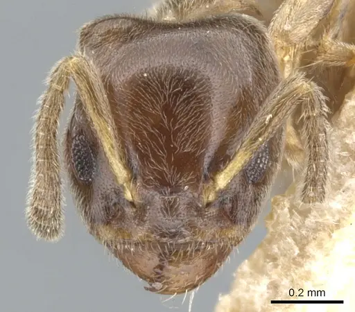 Azteca brevis - CASENT0903012