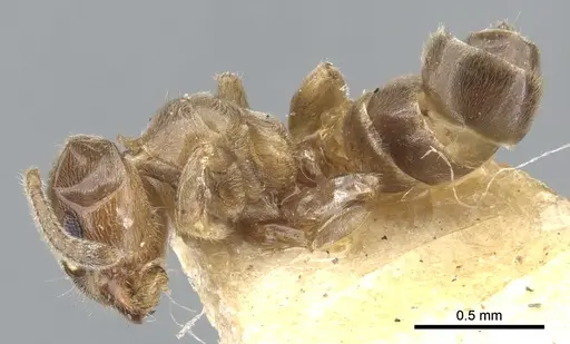 Azteca brevis - CASENT0903012