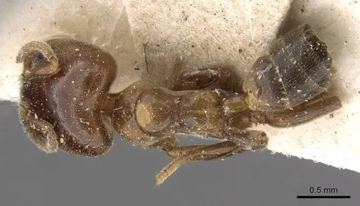 Azteca brevis - CASENT0909602