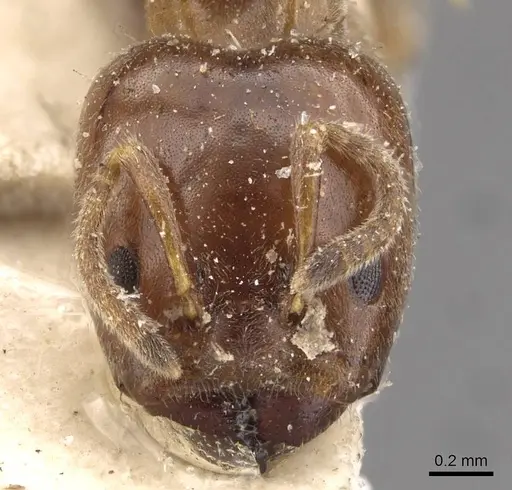 Azteca brevis - CASENT0909602