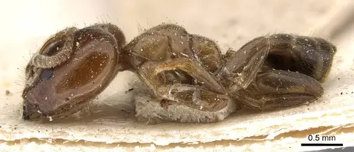 Azteca brevis - CASENT0909602